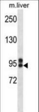 ABCC12 Antibody western blot of mouse liver tissue lysates (35 ug/lane). The ABCC12 antibody detected the ABCC12 protein (arrow).