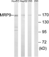 Western blot of extracts from 293/HepG2/HUVEC cells, using MRP9 Antibody. The lane on the right is treated with the synthesized peptide.