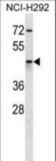 AKR1C4 Antibody western blot of NCI-H292 cell line lysates (35 ug/lane). The AKR1C4 antibody detected the AKR1C4 protein (arrow).