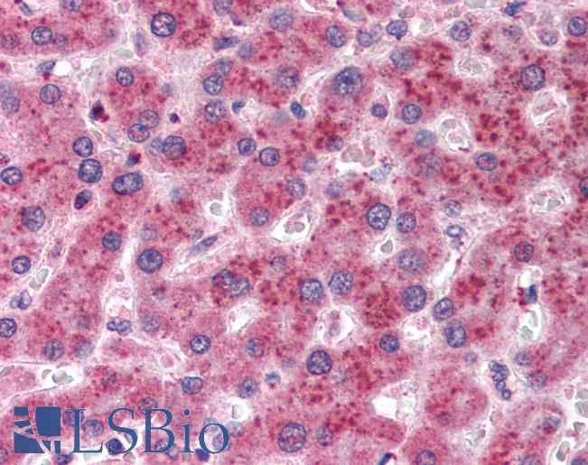 Anti-AKR1C4 antibody IHC of human liver. Immunohistochemistry of formalin-fixed, paraffin-embedded tissue after heat-induced antigen retrieval. Antibody LS-B2759 concentration 5 ug/ml.