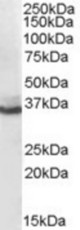 Antibody (0.1 ug/ml) staining of human liver lysate (35 ug protein in RIPA buffer). Primary incubation was 1 hour. Detected by chemiluminescence.