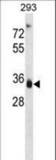 AKR1D1 Antibody western blot of 293 cell line lysates (35 ug/lane). The AKR1D1 antibody detected the AKR1D1 protein (arrow).