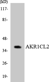 Western blot of the lysates from HT-29 cells using AKR1CL2 antibody.