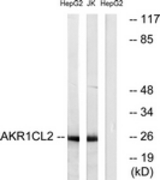 Western blot of extracts from HepG2/Jurkat cells, using AKR1CL2 Antibody. The lane on the right is treated with the synthesized peptide.