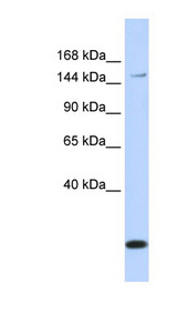ABCC3 / MRP3 antibody LS-C102044 Western blot of MCF7 cell lysate.