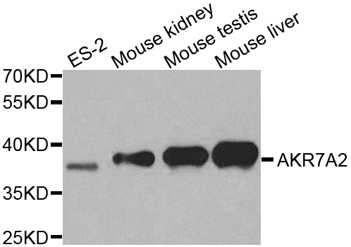 Western blot analysis of extracts of various cell lines, using AKR7A2 antibody.