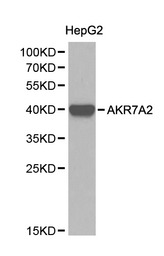 Western blot of AKR7A2 pAb in extracts from HepG2 cells.