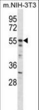 Mouse Akt2 Antibody western blot of mouse NIH-3T3 cell line lysates (35 ug/lane). The Akt2 antibody detected the Akt2 protein (arrow).