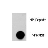 Dot blot of anti-AKT3-pS472 Phospho-specific antibody (RB13331) on nitrocellulose membrane. 50ng of Phospho-peptide or Non Phospho-peptide per dot were adsorbed. Antibody working concentrations are 0.5ug per ml.