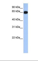 Fetal lung lysate. Antibody concentration: 1.0 ug/ml. Gel concentration: 12%.