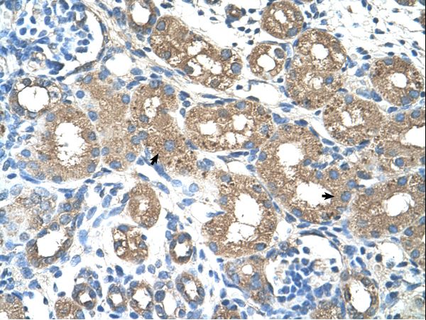 ALAS2 antibody LS-C31954 was used in IHC to stain formalin-fixed, paraffin-embedded human kidney.