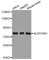 Western blot analysis of extracts of various cell lines, using ALDH18A1 antibody.