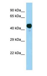 AACS antibody Western Blot of Rat Muscle.