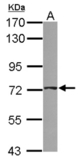 Sample (30 ug of whole cell lysate) A: 293T 7.5% SDS PAGE ABCD4 antibody diluted at 1:1000