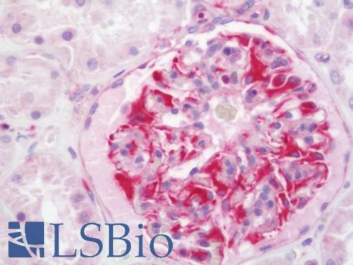 Anti-ABCD4 antibody IHC staining of human kidney. Immunohistochemistry of formalin-fixed, paraffin-embedded tissue after heat-induced antigen retrieval. Antibody LS-B11429 concentration 20 ug/ml.