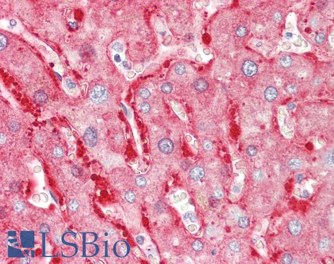 Anti-ALDH1L1 antibody IHC staining of human liver. Immunohistochemistry of formalin-fixed, paraffin-embedded tissue after heat-induced antigen retrieval.