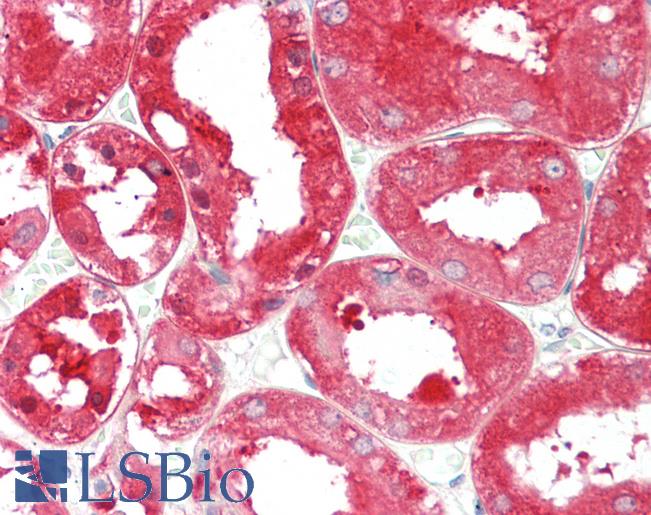 Anti-ALDH1L1 antibody IHC staining of human kidney. Immunohistochemistry of formalin-fixed, paraffin-embedded tissue after heat-induced antigen retrieval. Antibody LS-B10403 concentration 10 ug/ml.