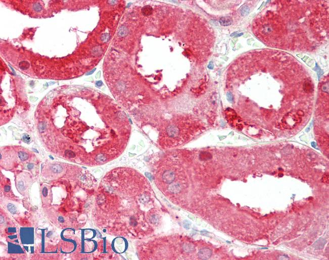 Anti-ALDH1L1 antibody IHC staining of human kidney. Immunohistochemistry of formalin-fixed, paraffin-embedded tissue after heat-induced antigen retrieval. Antibody LS-B10414 dilution 1:100.