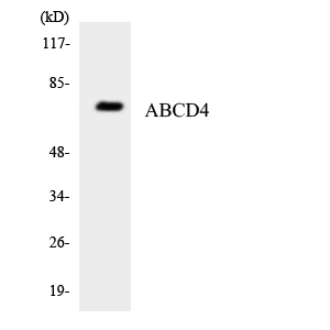 Western blot of the lysates from HeLa cells using ABCD4 antibody.