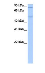 Fetal liver cell lysate. Antibody concentration: 0.5 ug/ml. Gel concentration: 12%.