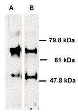 Human ABCE1 detected in immunoprecipitated samples using LS-C2755. Lane 1: HeLa cell lysates, Lane 2: HEK 293 cell lysates.
