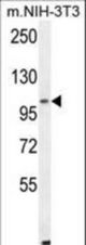 ALDH1L2 Antibody western blot of mouse NIH-3T3 cell line lysates (35 ug/lane). The ALDH1L2 antibody detected the ALDH1L2 protein (arrow).