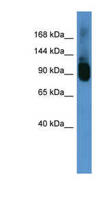 ABCF1 antibody LS-C135136 Western blot of Mouse Brain lysate.