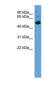 ALDH3A1 antibody LS-C135492 Western blot of Fetal Liver lysate.