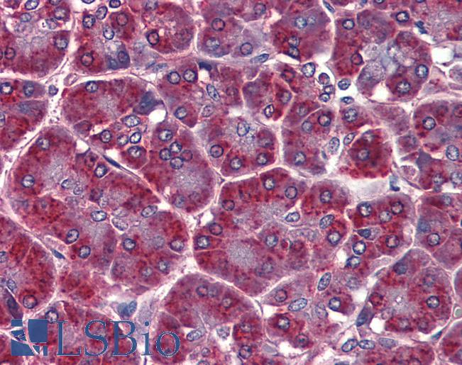 Anti-ALDH3A1 antibody IHC of human pancreas. Immunohistochemistry of formalin-fixed, paraffin-embedded tissue after heat-induced antigen retrieval. Antibody LS-B3807 concentration 5 ug/ml.