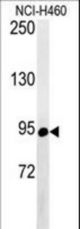 Western blot of ABCF1 Antibody in NCI-H460 cell line lysates (35 ug/lane). ABCF1 (arrow) was detected using the purified antibody.