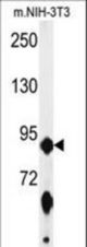 Western blot of ABCF1 Antibody in mouse NIH-3T3 cell line lysates (35 ug/lane). ABCF1 (arrow) was detected using the purified antibody.