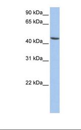 HepG2 cell lysate. Antibody concentration: 1.0 ug/ml. Gel concentration: 12%.