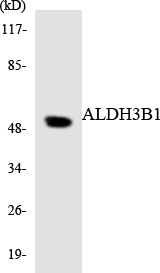 Western blot of the lysates from RAW264.7cells using ALDH3B1 antibody.