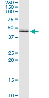 Immunoprecipitation of ALDH3B1 transfected lysate using anti-ALDH3B1 monoclonal antibody and Protein A Magnetic Bead, and immunoblotted with ALDH3B1 rabbit polyclonal antibody.