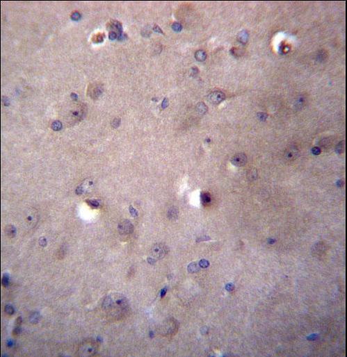 ALDH3B2 Antibody immunohistochemistry of formalin-fixed and paraffin-embedded human brain tissue followed by peroxidase-conjugated secondary antibody and DAB staining.