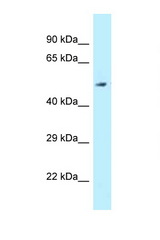ALDH3B2 antibody LS-C145952 Western blot of Fetal Liver lysate. Antibody concentration 1 ug/ml.