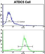 Flow cytometric of ATDC5 cells using ALDH5A1 Antibody (bottom histogram) compared to a negative control cell (top histogram). FITC-conjugated goat-anti-rabbit secondary antibodies were used for the analysis.