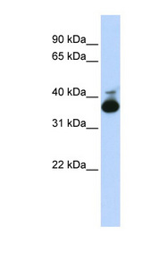 ALDOB antibody western blot of Fetal Liver lysate.