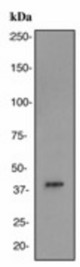 Western blot analysis on fetal kidney lysate using anti-Aldolase B antibody (LS-C105443), dilution 1:1000.