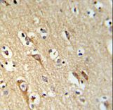 ALG10 Antibody IHC of formalin-fixed and paraffin-embedded brain tissue followed by peroxidase-conjugated secondary antibody and DAB staining.