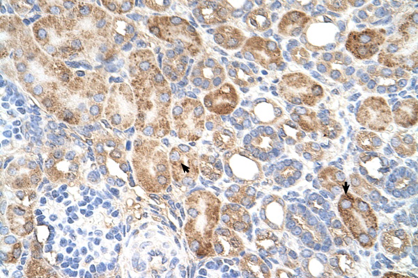 ALG11 antibody LS-C40481 IHC of formalin-fixed, paraffin-embedded human Kidney. Positive label: Epithelial cells of renal tubule indicated with arrows. Antibody concentration 4-8 ug/ml. Magnification 400X.