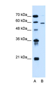 ALG11 antibody LS-C40481 Western blot of HepG2 cell lysate.