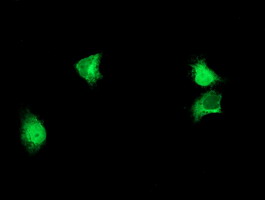 Anti-ALG2 mouse monoclonal antibody immunofluorescent staining of COS7 cells transiently transfected by pCMV6-ENTRY ALG2.