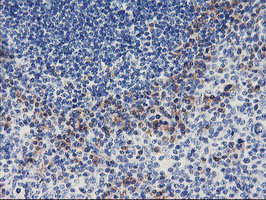 IHC of paraffin-embedded Human tonsil using anti-ALG2 mouse monoclonal antibody. (Heat-induced epitope retrieval by 10mM citric buffer, pH6.0, 100C for 10min).