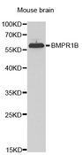 Western blot analysis of extracts of mouse brain cell lines, using BMPR1B antibody.