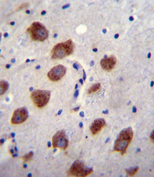 BMPR1B Antibody immunohistochemistry of formalin-fixed and paraffin-embedded human brain tissue followed by peroxidase-conjugated secondary antibody and DAB staining.