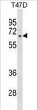 ACVR1 Antibody western blot of T47D cell line lysates (35 ug/lane). The ACVR1 antibody detected the ACVR1 protein (arrow).