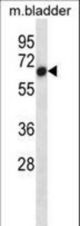 Mouse Acvr1 Antibody western blot of mouse bladder tissue lysates (35 ug/lane). The Acvr1 antibody detected the Acvr1 protein (arrow).