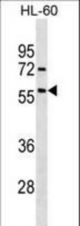 ACVR1 Antibody western blot of HL-60 cell line lysates (35 ug/lane). The ACVR1 antibody detected the ACVR1 protein (arrow).