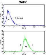 Flow cytometric of WiDr cells using BMPR1A Antibody (bottom histogram) compared to a negative control cell (top histogram). FITC-conjugated goat-anti-rabbit secondary antibodies were used for the analysis.